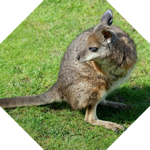 Macropus_eugenii