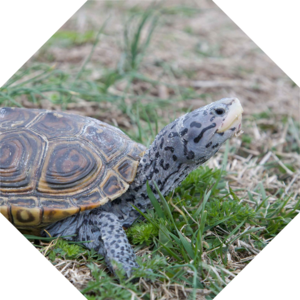 Malaclemys_terrapin