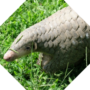 Manis_pentadactyla