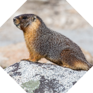 Marmota_flaviventris