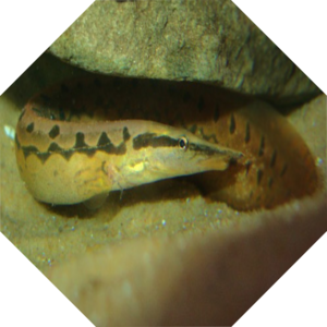 Mastacembelus_armatus