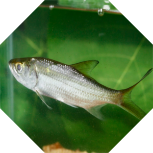Megalops_cyprinoides