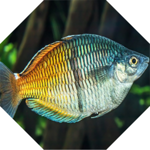 Melanotaenia_boesemani