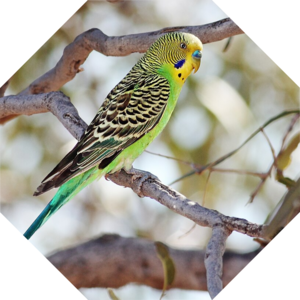Melopsittacus_undulatus