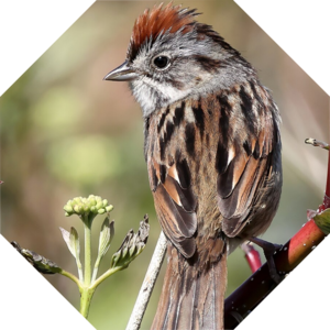 Melospiza_georgiana