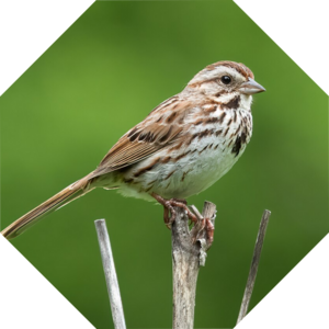 Melospiza_melodia