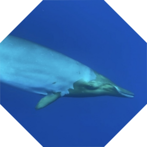 Mesoplodon_densirostris