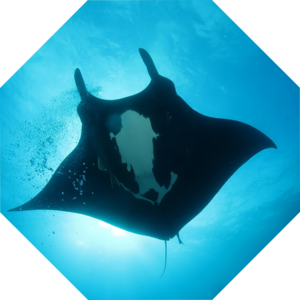 Mobula_birostris