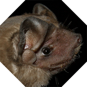 Molossus_molossus