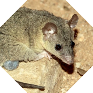 Monodelphis_domestica
