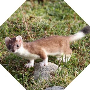 Mustela_erminea