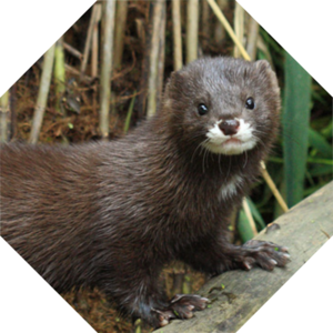 Mustela_lutreola