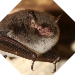 Myotis_daubentonii