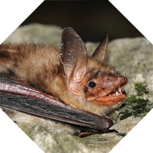 Myotis_myotis