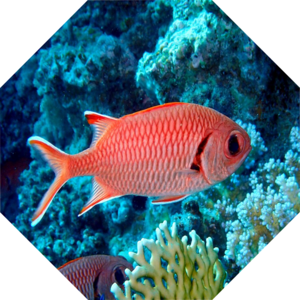 Myripristis_murdjan
