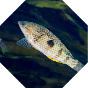 Notolabrus_celidotus