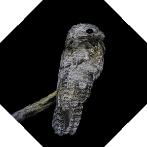 Nyctibius_grandis