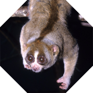 Nycticebus_coucang