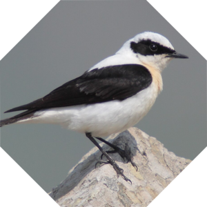 Oenanthe_melanoleuca