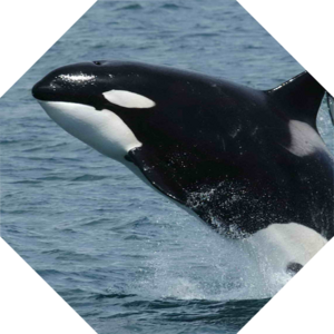 Orcinus_orca