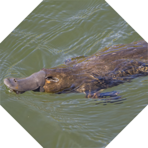 Ornithorhynchus_anatinus