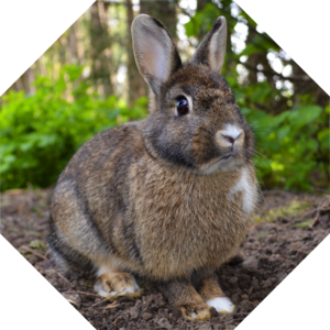 Oryctolagus_cuniculus