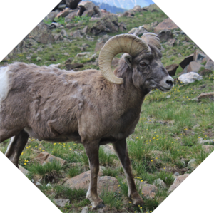 Ovis_canadensis