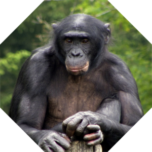 Pan_paniscus
