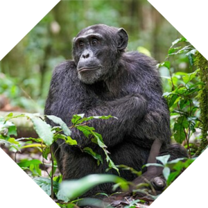 Pan_troglodytes