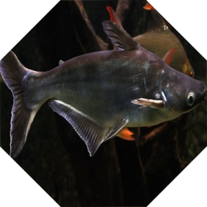 Pangasianodon_hypophthalmus