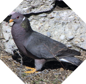 Patagioenas_fasciata