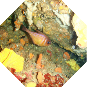 Pempheris_klunzingeri
