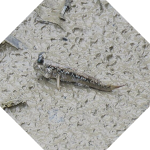 Periophthalmus_magnuspinnatus