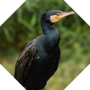 Phalacrocorax_carbo