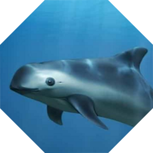 Phocoena_sinus