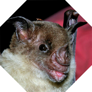 Phyllostomus_discolor