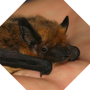 Pipistrellus_kuhlii