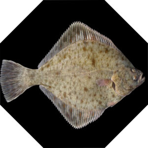 Platichthys_flesus
