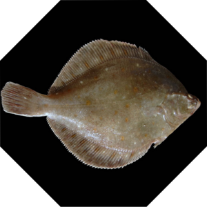 Pleuronectes_platessa