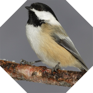 Poecile_atricapillus