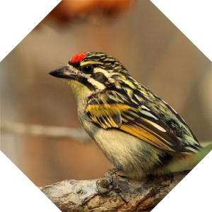 Pogoniulus_pusillus