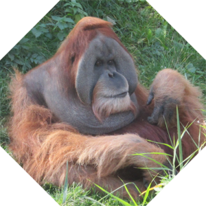 Pongo_abelii