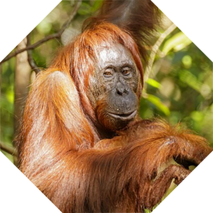Pongo_pygmaeus