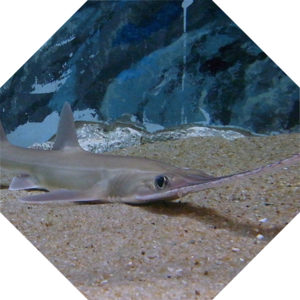 Pristiophorus_japonicus