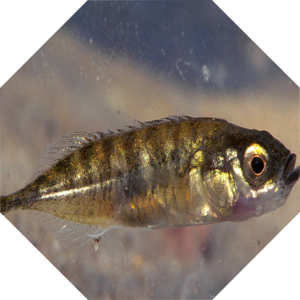 Pungitius_pungitius
