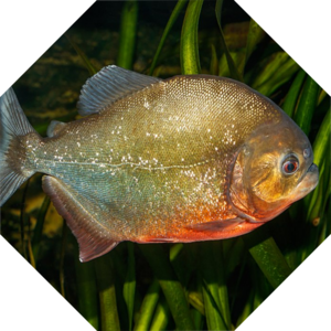 Pygocentrus_nattereri