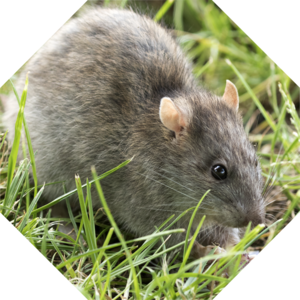 Rattus_norvegicus