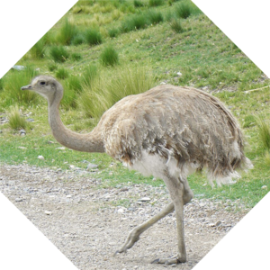 Rhea_pennata