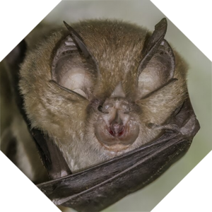 Rhinolophus_ferrumequinum