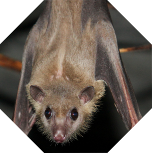 Rousettus_aegyptiacus